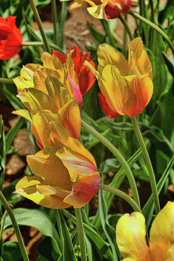Holland Ridge Tulip Farm # 25 by Allen Beatty Holland Ridge Tulip Farm # 25 by Allen Beatty