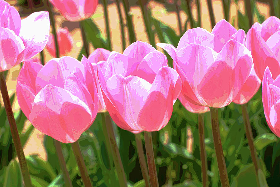 Holland Ridge Tulip Farm # 32 by Allen Beatty Holland Ridge Tulip Farm # 32 by Allen Beatty