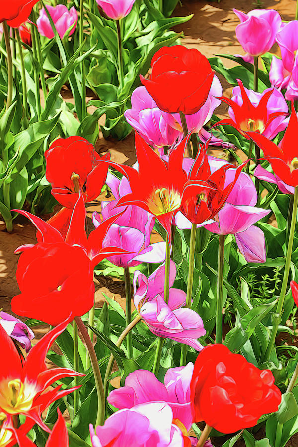 Holland Ridge Tulip Farm # 35 by Allen Beatty Holland Ridge Tulip Farm # 35 by Allen Beatty