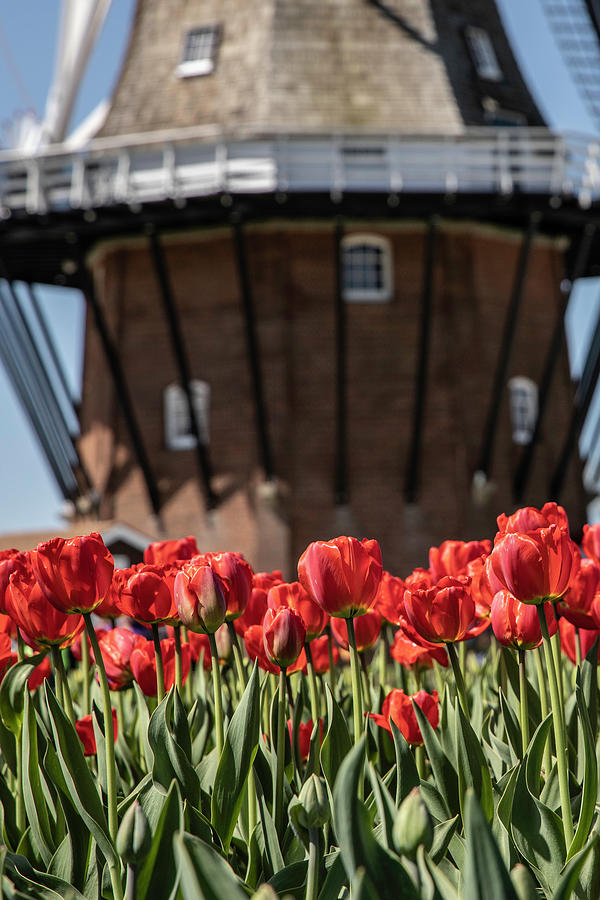 Holland Tulip Festival Windmill  Photograph by John McGraw