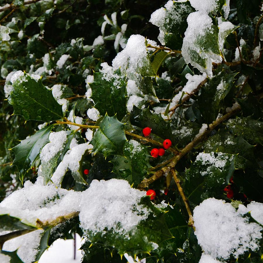 Holly Berries in the Snow Photograph by Pamela Cope - Pixels