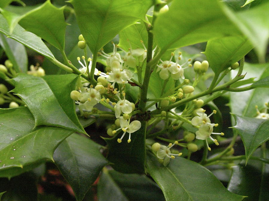 Holly Blossoms Photograph by Jeffrey Peterson