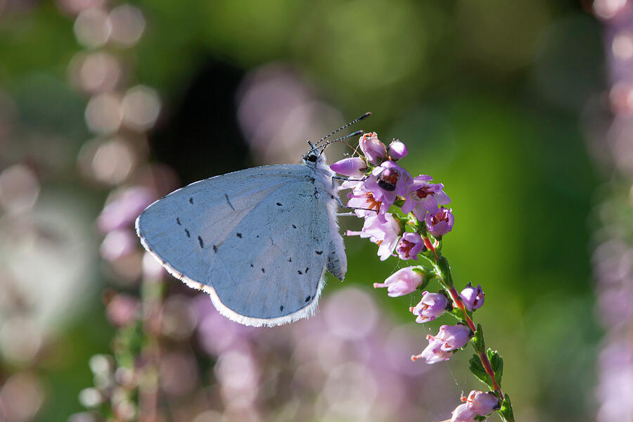 Holly Blue Butterfly On Heather, Sark, British Channel Photograph by Sue Daly / Naturepl.com Holly Blue Butterfly On Heather, Sark, British Channel Photograph by Sue Daly / Naturepl.com