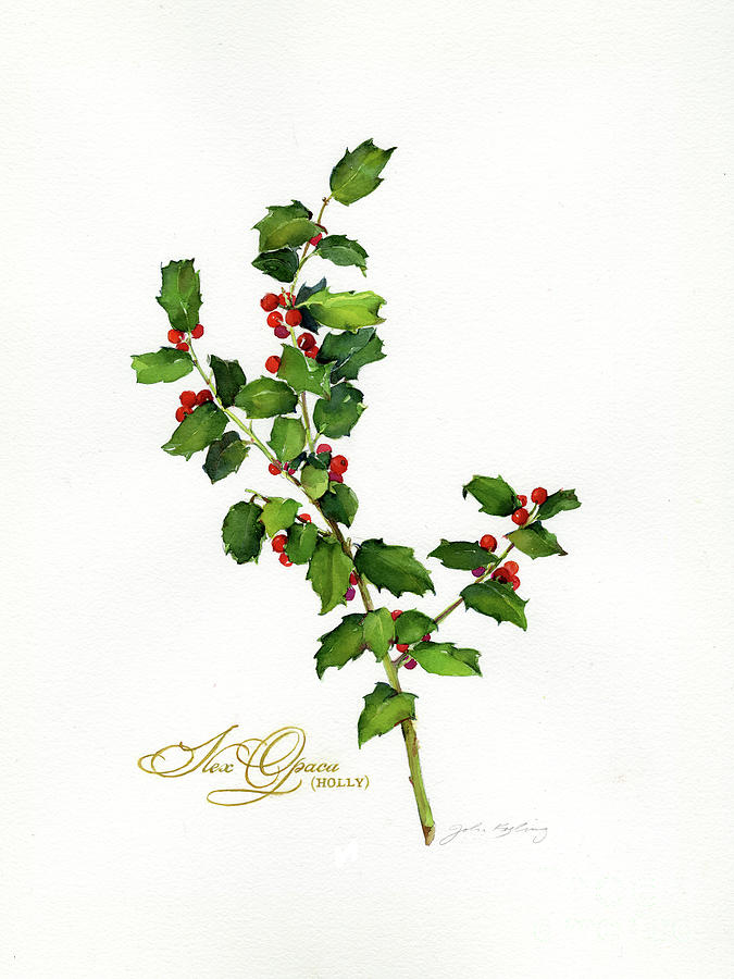 Holly Botanical, 2013 Watercolor Painting by John Keeling