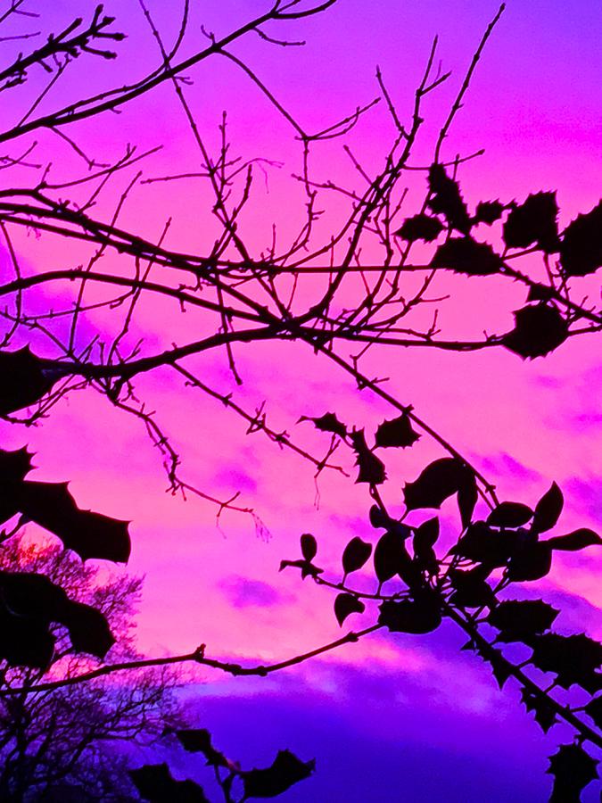 Holly tree sunset neon purple and pink Photograph by Itsonlythemoon -