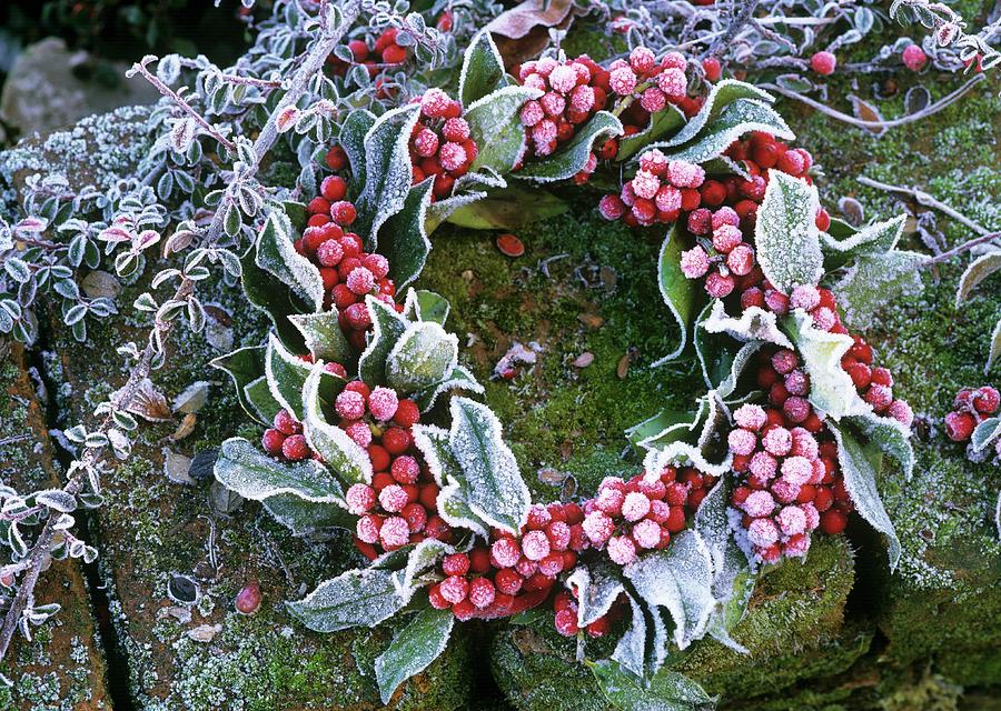 Holly Wreath With Hoar Frost Photograph by Friedrich Strauss