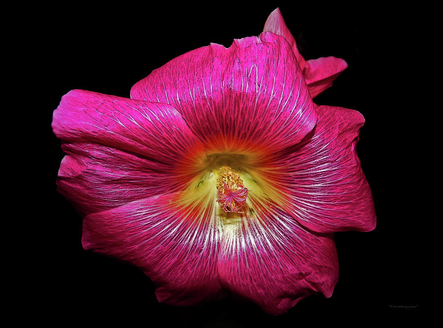 Hollyhock 1 Photograph by Harold Zimmer