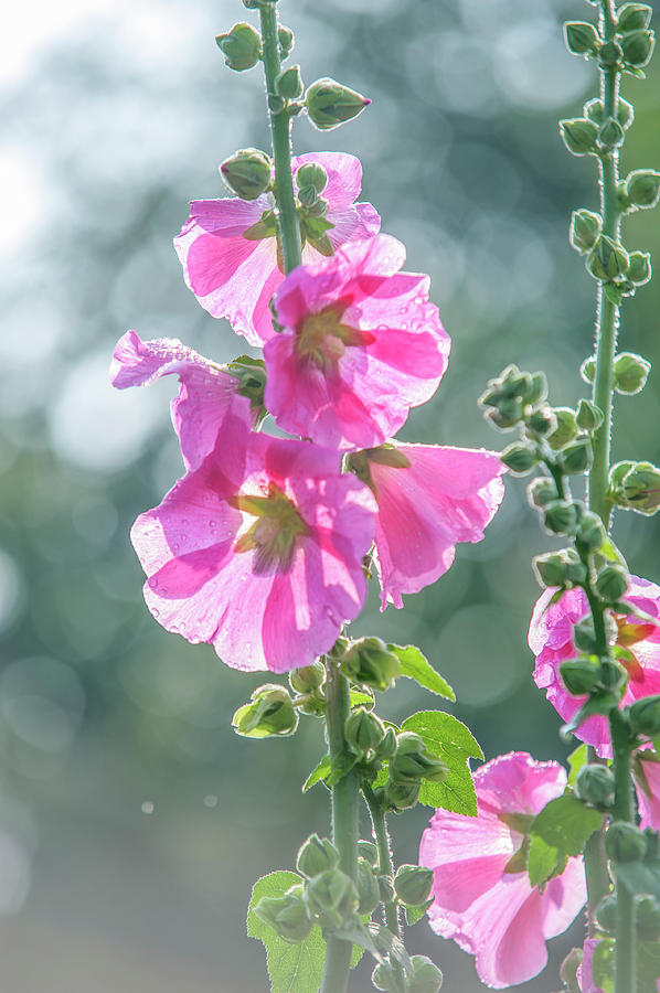 Hollyhock Radiant Rose Photograph by Jenny Rainbow