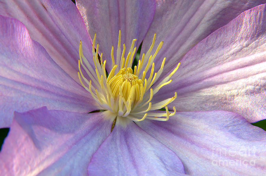 Hollyhocks Center by Steve Edwards Hollyhocks Center by Steve Edwards