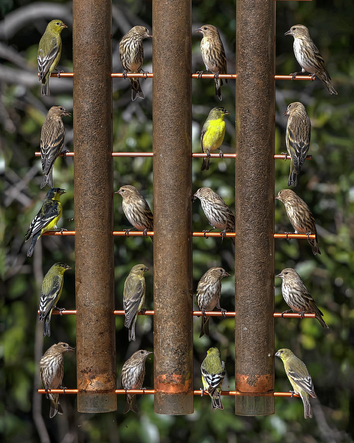 Hollywood Squares Avian Style. Photograph by Paul Martin