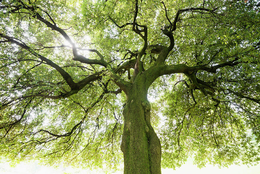 Holm Oak Tree quercus Ilex, Backlit, Bellaggio, Lake Como, Italy ...