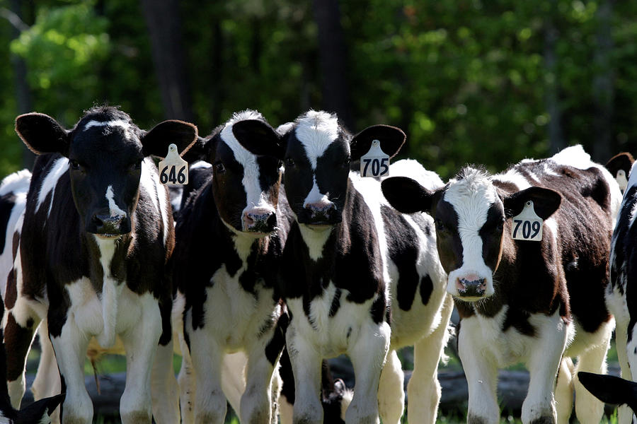 Holstein Calves Cattle Cows Dairy Farm Photograph by Lillisphotography
