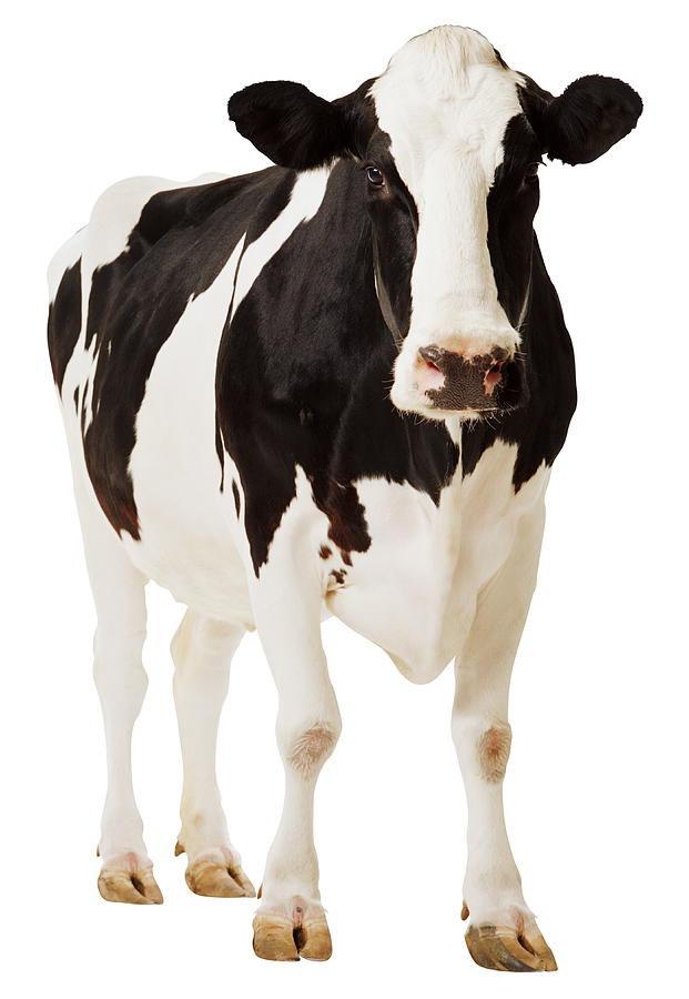 Holstein Cow  Bos Tuarus Photograph by Gk Hart/vikki Hart