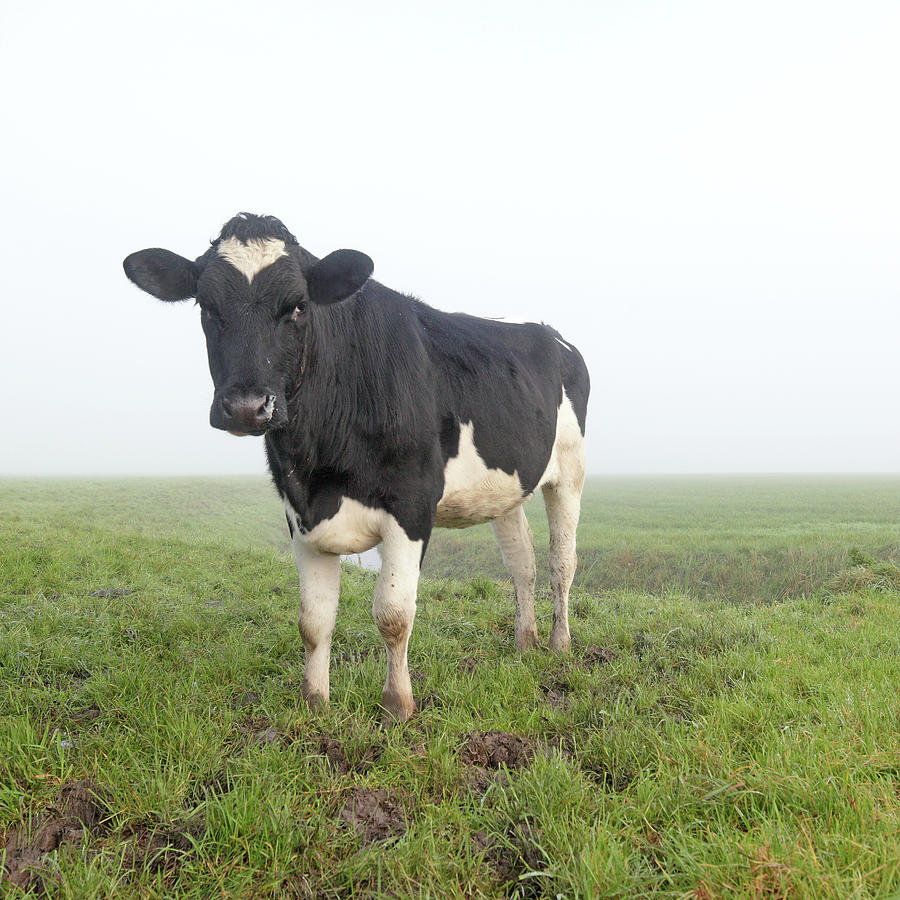 Holstein Cow In A Field Photograph by Marcel Ter Bekke