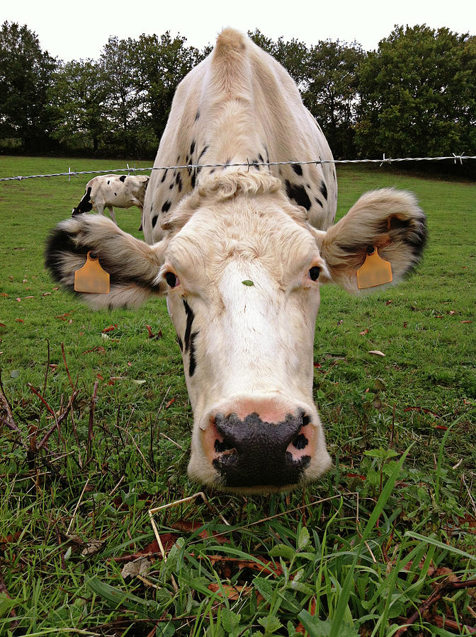 Holstein Cow Photograph by Salomé Fresco