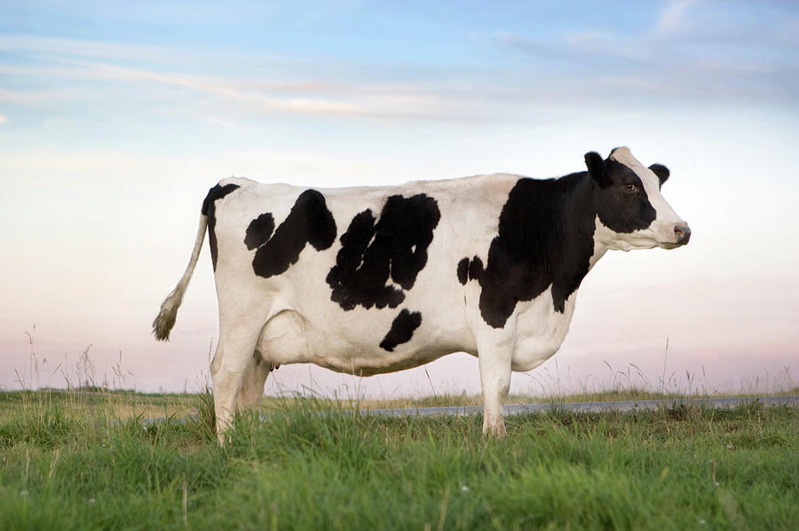 Holstein Dairy Cow Photograph by Daydreamsgirl