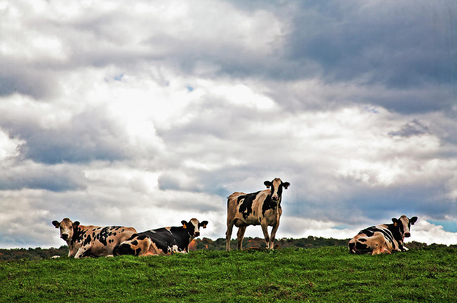 Holstein Dairy Cows Resting In Pasture Photograph by Bob Pool