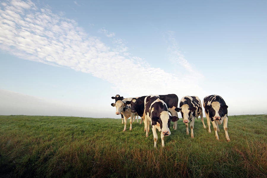 Holstein Herd Photograph by Marcel Ter Bekke
