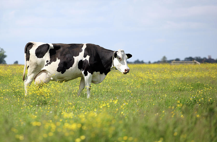 Holstein In Spring Photograph by Marcel Ter Bekke