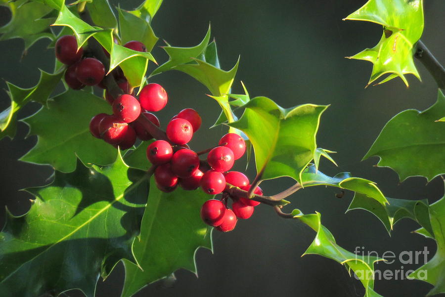 Holy berries Photograph by Frank Townsley - Fine Art America