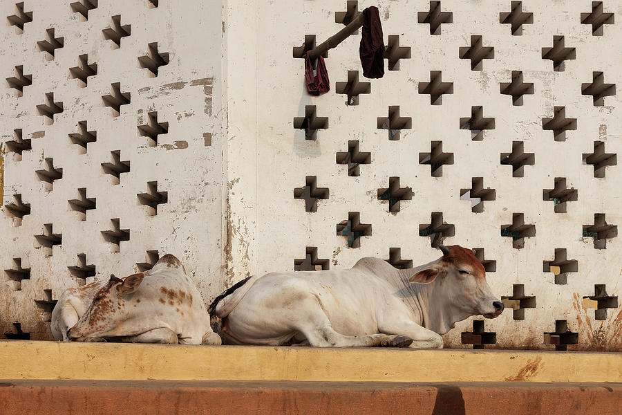 Holy Cows Resting With Geometrical Photograph by Marji Lang Holy Cows Resting With Geometrical Photograph by Marji Lang