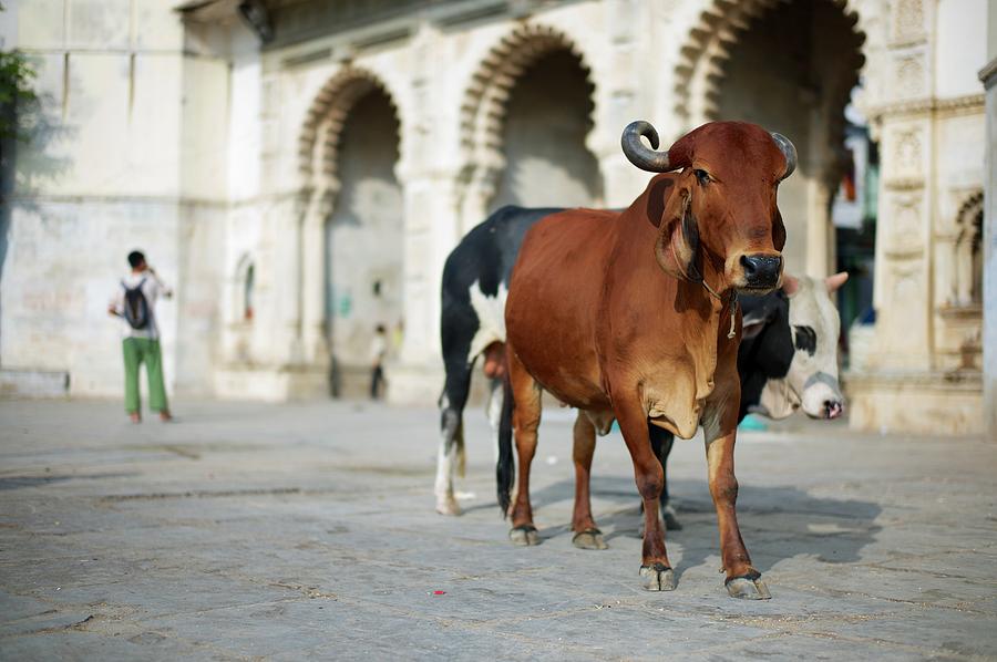 Holy Cows, Udaipur Photograph by Dominik Eckelt
