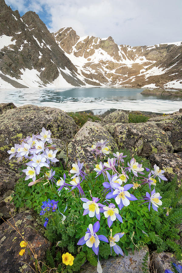 Holy Cross Columbines Photograph by Aaron Spong