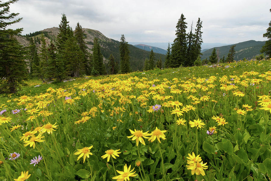 Holy Cross Wilderness Alpine Meadow Photograph by Cascade Colors