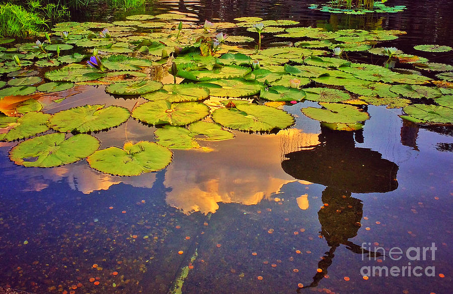 Homage to Monet - Water Lilies 4 Photograph by Miriam Danar