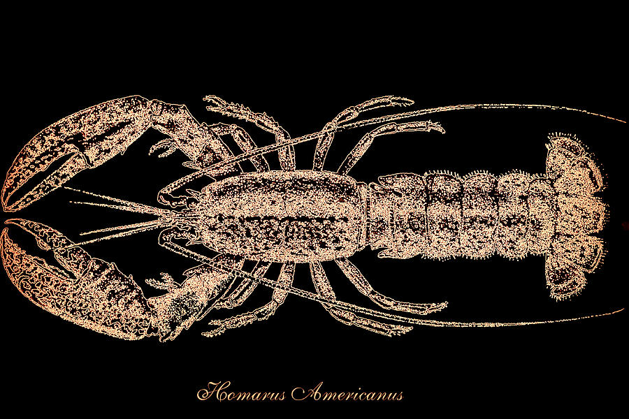 Homarus Americanus Photograph by Imagery-at- Work