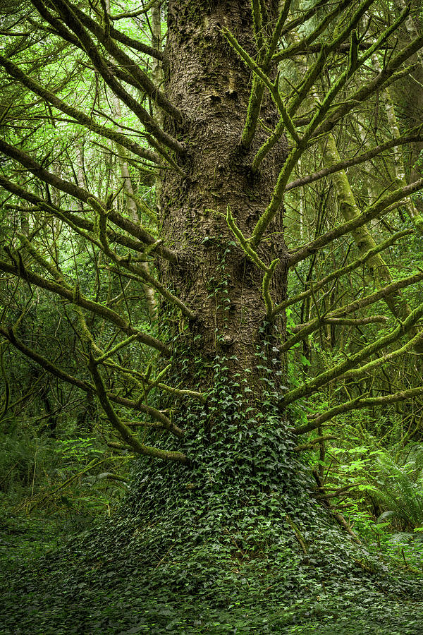 Tree Photograph - Home by Alexander Kunz