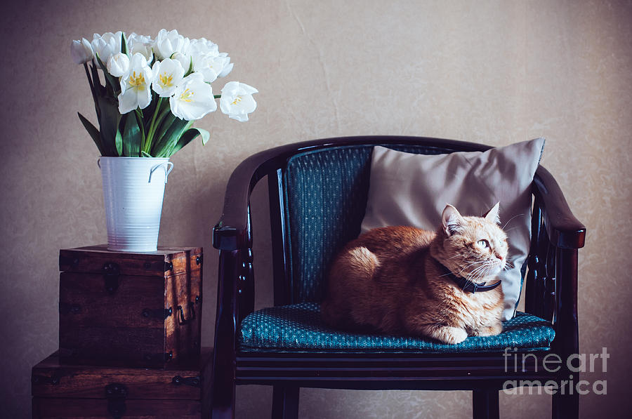 Cozy Photograph - Home Interior Cat Sitting In An by Daria Minaeva