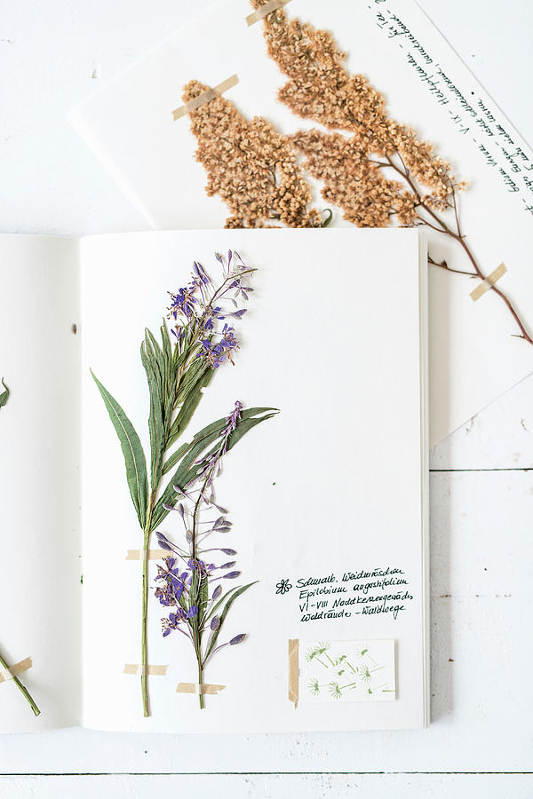 Home-made Botanical Book Photograph by Syl Loves