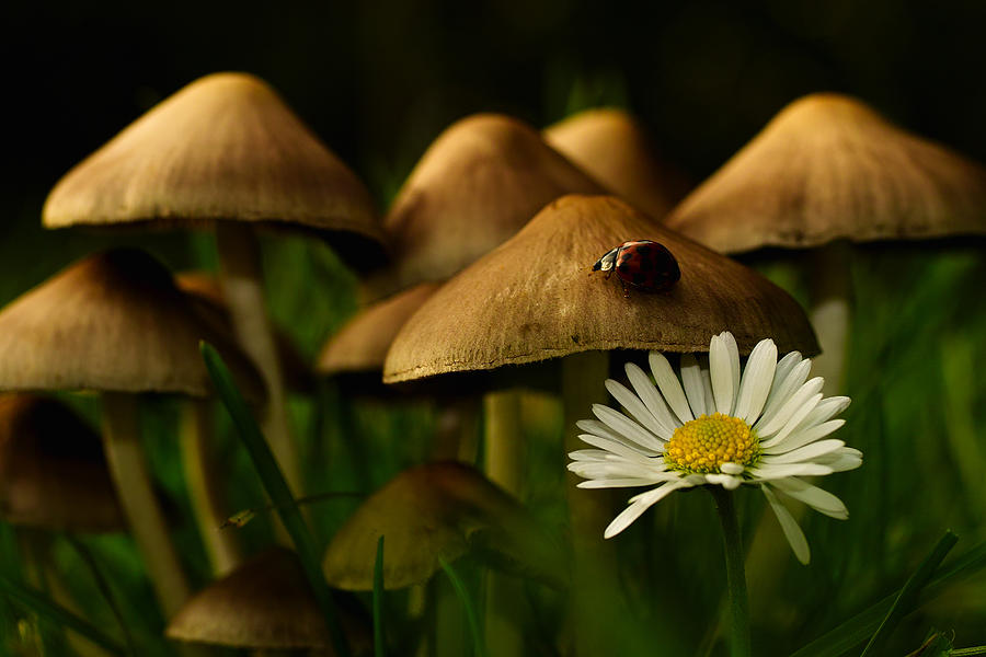 Mushroom Photograph - Home Of The Ladybird by Christian Rindom