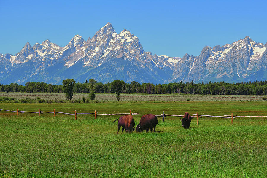 Home on the Range Photograph by Greg Norrell