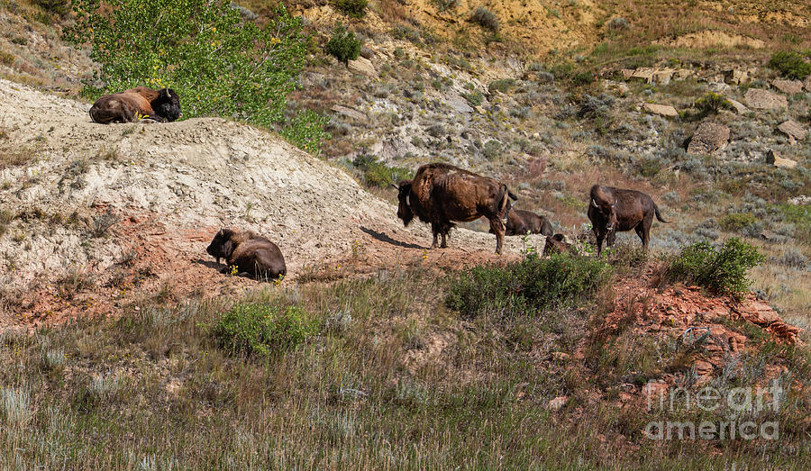 Bison Photograph - Home on the Range by Jim Hatch