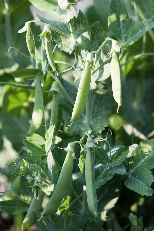 Homegrown Peas, Bush Variety Called Dulce De Provenza Photograph by Lee Parish