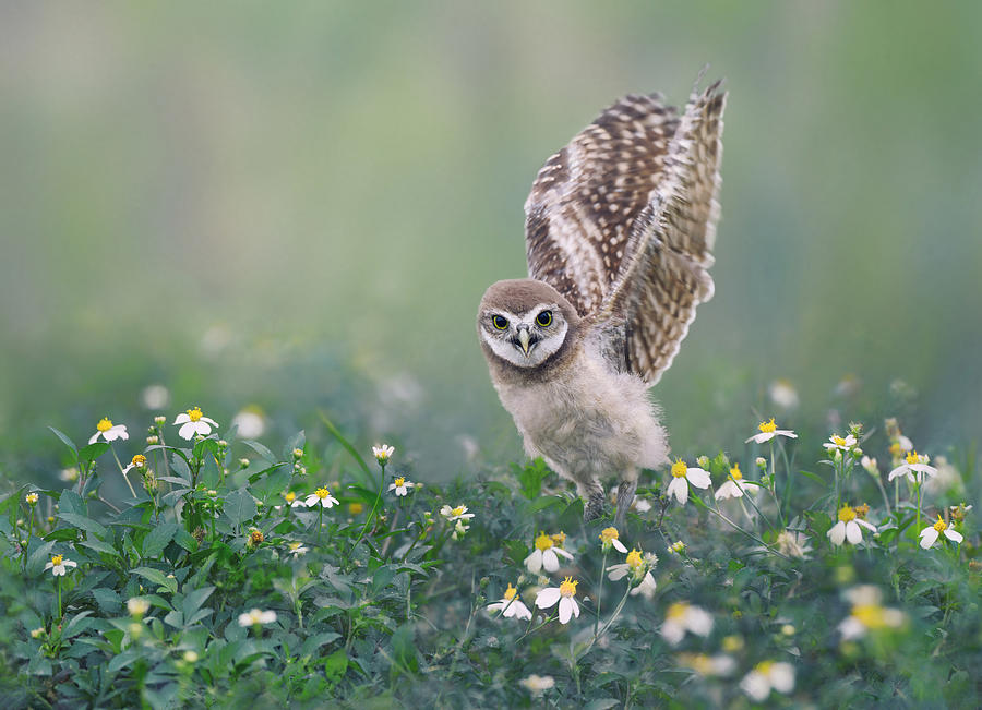 Owl Photograph - Homeland by Qing Zhao
