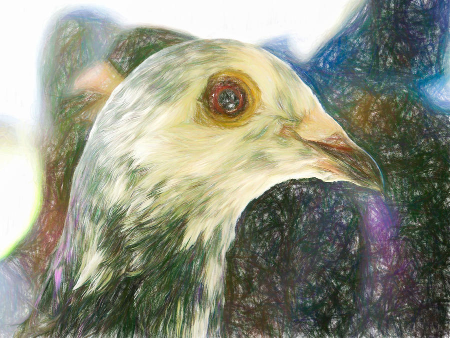 Homer Pigeon Up Close Colored Pencil Photograph by Don Northup