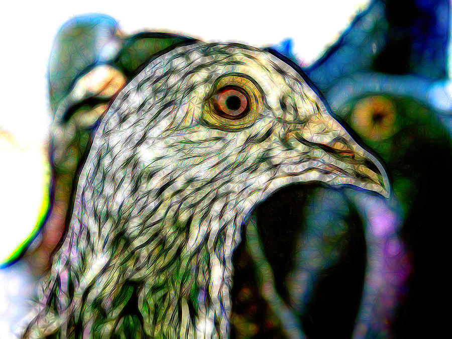Homer Pigeon Up Close Kaleidoscope Photograph by Don Northup