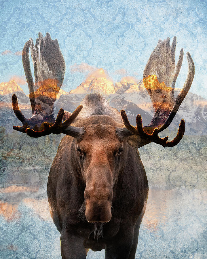Hometown Moose Photograph by Mary Hone