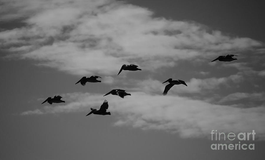 Pelicans Photograph - Homeward by Jeni Gray Pelicans Photograph - Homeward by Jeni Gray