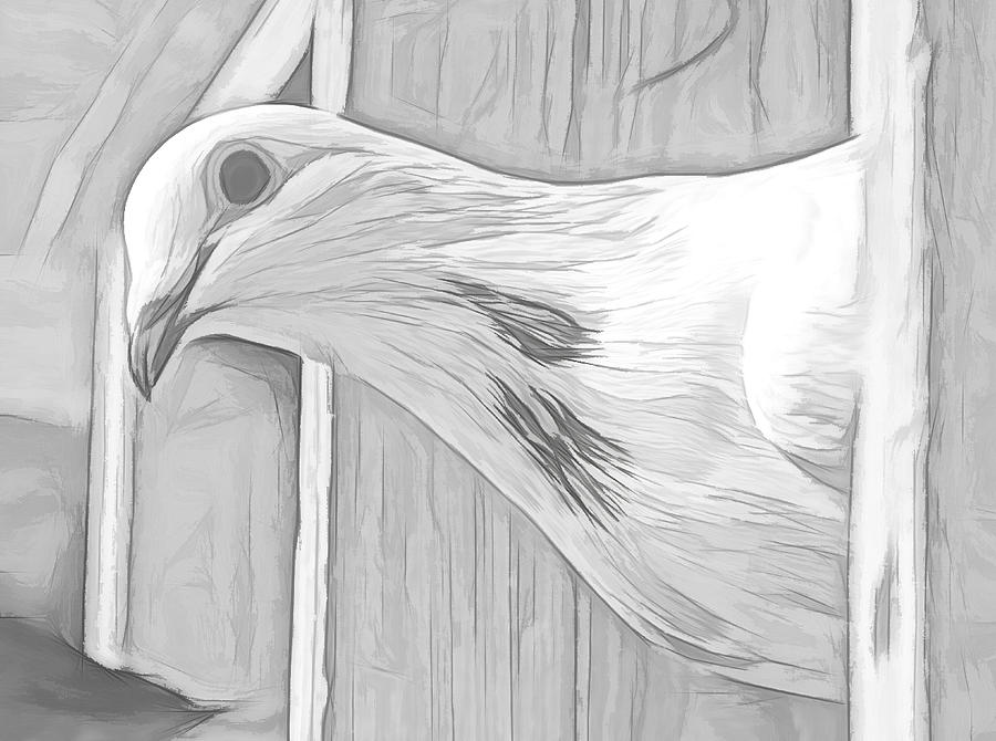 Homing Pigeon Black and White Sketch Photograph by Don Northup
