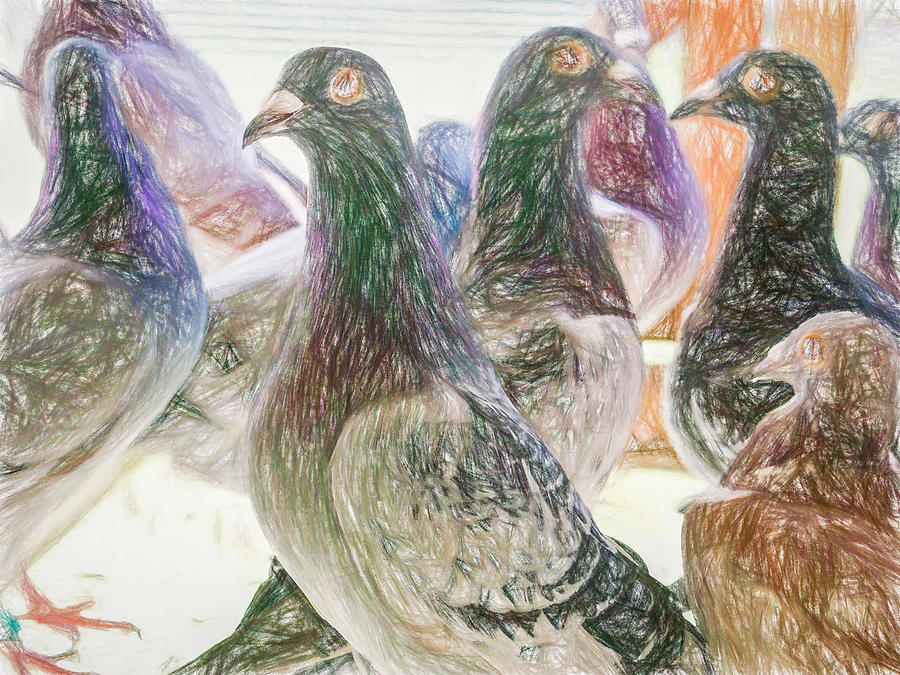 Homing Pigeon Group Colored Pencil Photograph by Don Northup