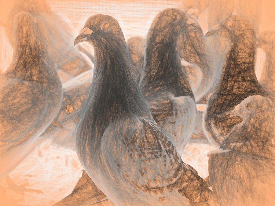 Homing Pigeon Group da Vinci Photograph by Don Northup