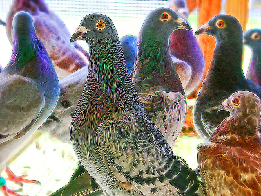 Homing Pigeon Group Electric Photograph by Don Northup