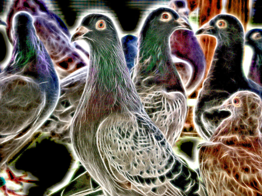 Homing Pigeon Group High Voltage Photograph by Don Northup