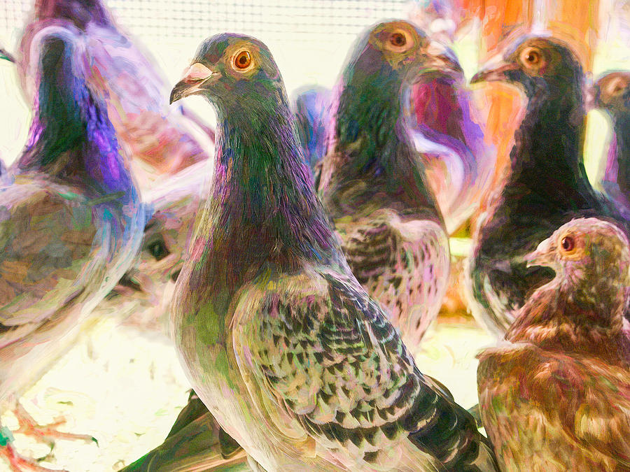 Homing Pigeon Group Impasto Photograph by Don Northup