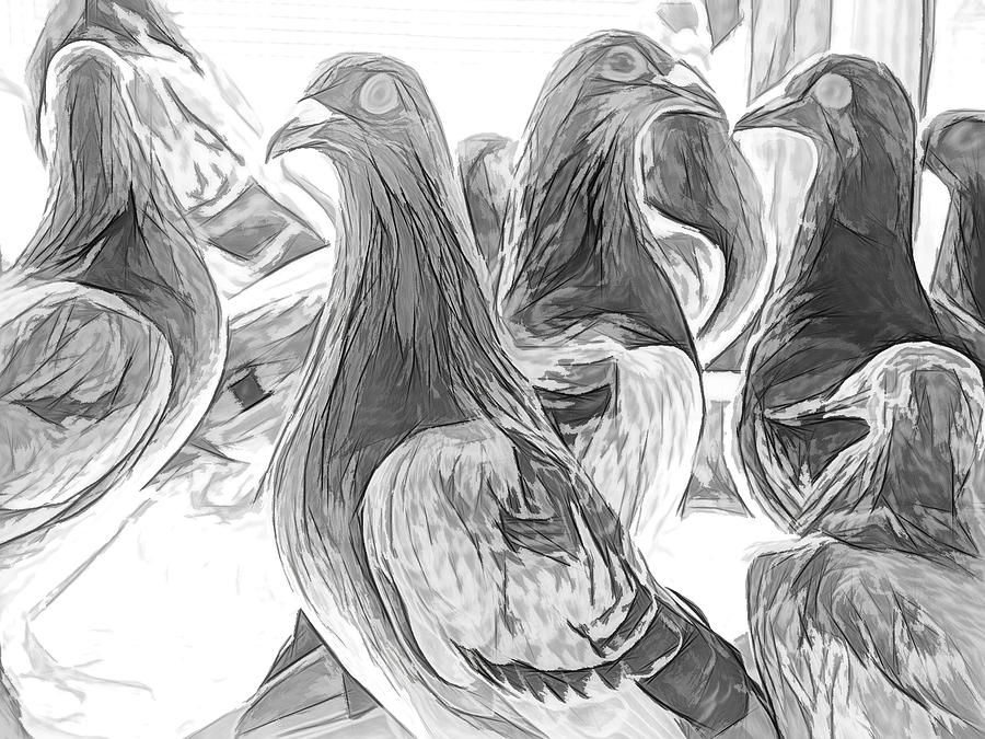 Homing Pigeon Group Sketch Photograph by Don Northup