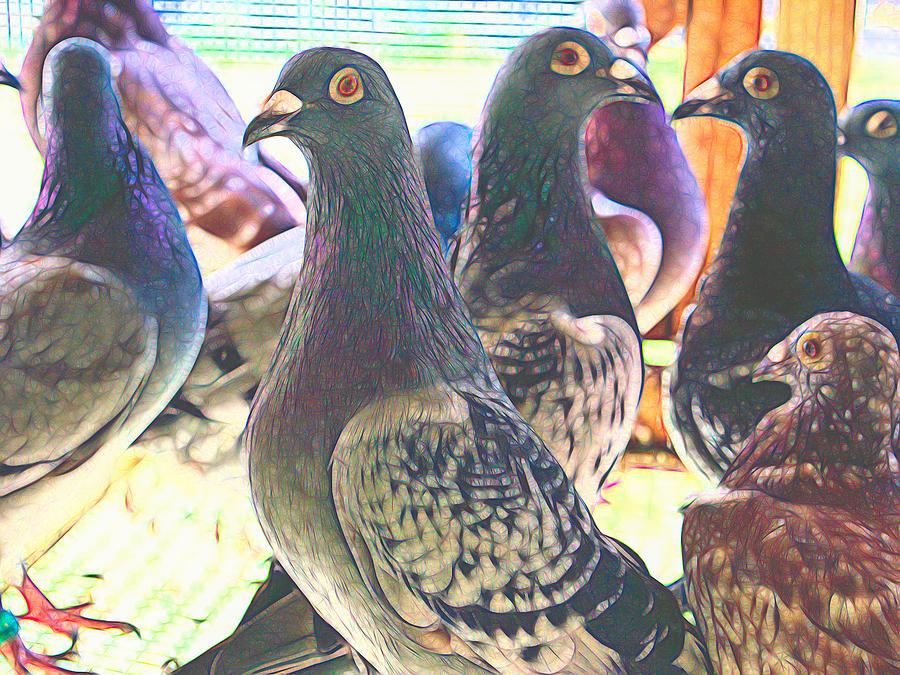 Homing Pigeon Group Styled Photograph by Don Northup